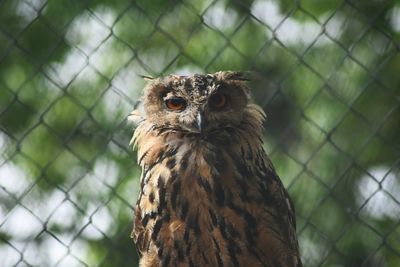 Close-up portrait of owl