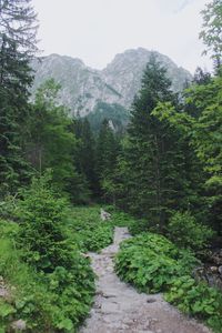 Scenic view of forest against sky