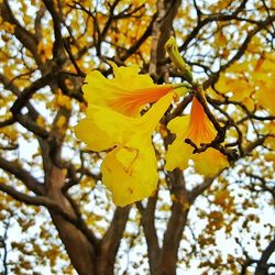 Low angle view of yellow flowers