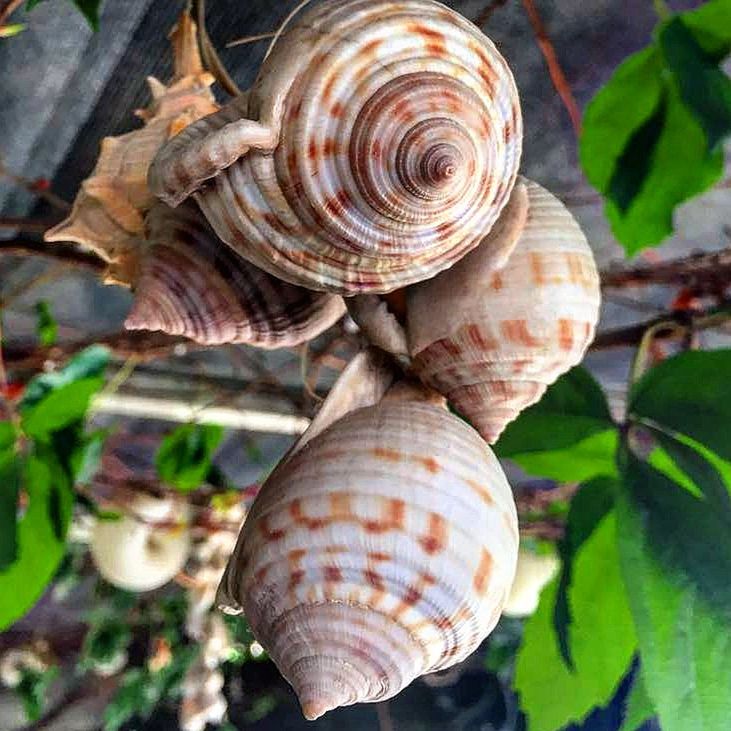 CLOSE-UP OF SNAIL SHELL ON LEAF