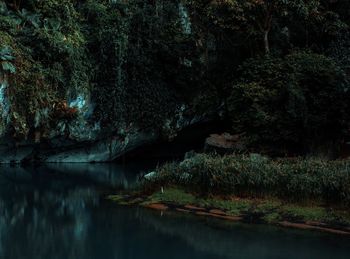 Scenic view of lake by trees in forest