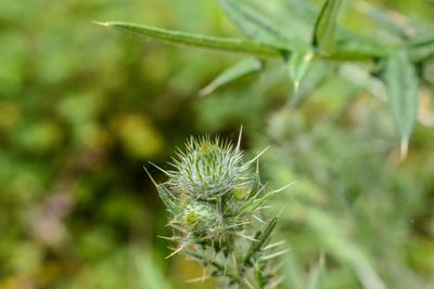 Close-up of plant against blurred background