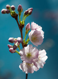 Close-up of cherry blossoms