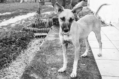 Portrait of dog standing outdoors