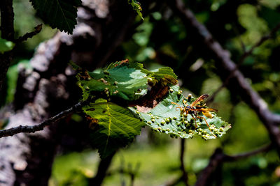 Close-up of insect on plant