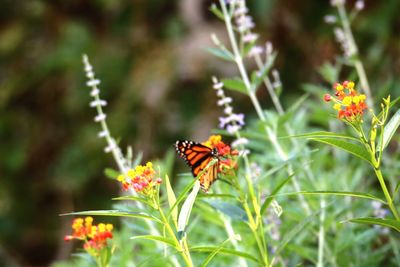 Butterfly perching on flower