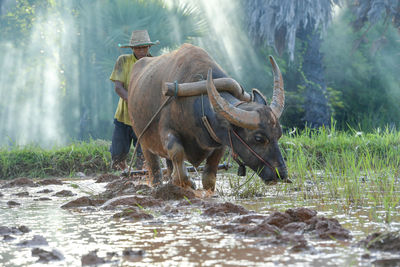 Asian man using the buffalo to plow for rice plant in rainy season,rural countryside of thailand