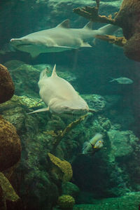 Fish swimming in sea