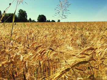 Scenic view of field against clear sky