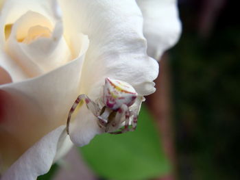 Close-up of white rose flower