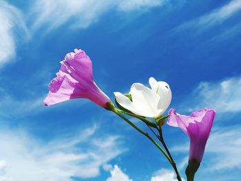 Low angle view of pink rose against sky