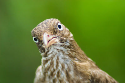 Close-up of a bird looking away