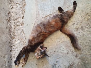 Cat relaxing on wall
