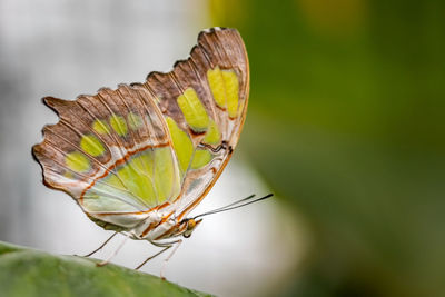 Close-up of butterfly on leaf