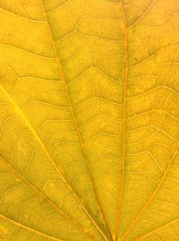 Full frame shot of yellow leaf