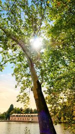 Low angle view of trees against sky