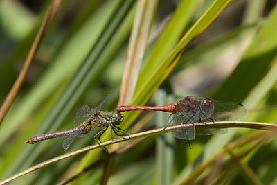 Close-up of insect on plant