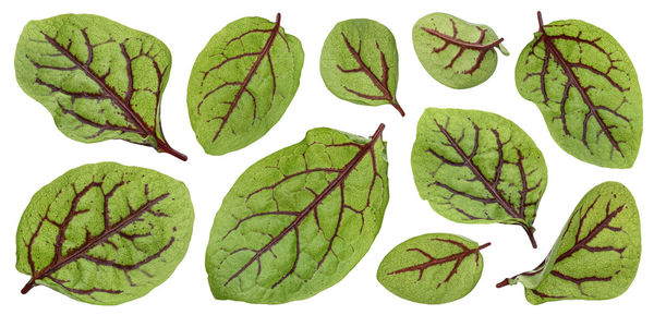 leaf