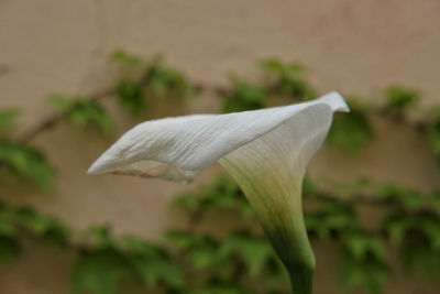 Close-up of white flower