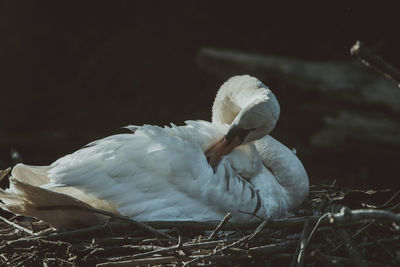 Close-up of bird perching