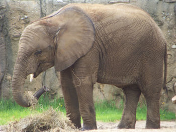 Elephant grazing on field