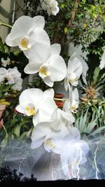 Close-up of white flowering plants