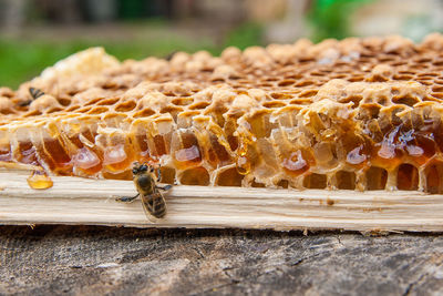 Close-up of bees on a wood