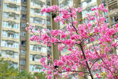 Close-up of pink cherry blossom tree