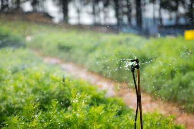 Close-up of wet plant on field during rainy season