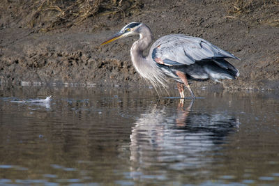 High angle view of gray heron on lake