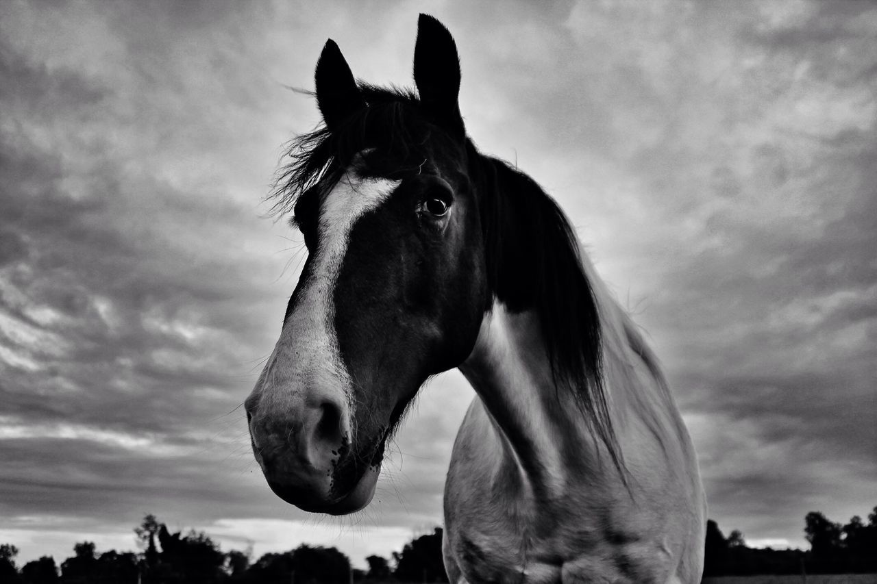 animal themes, one animal, domestic animals, mammal, sky, pets, animal head, horse, cloud - sky, dog, animal body part, cloud, close-up, low angle view, cloudy, outdoors, side view, portrait, no people, looking away