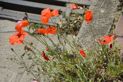 Close-up of orange poppy flowers