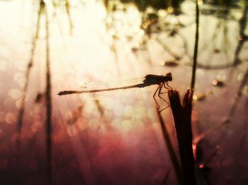 Close-up of dragonfly