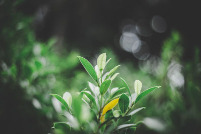 Close-up of flowering plant