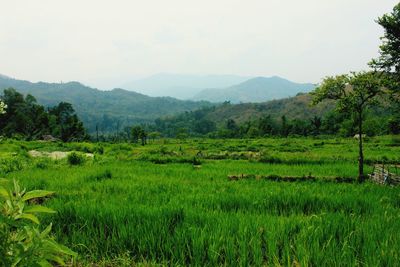 Scenic view of agricultural field against sky