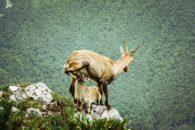 Mountain goats on rock