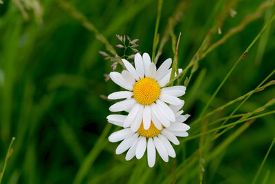 Close-up of white daisy blooming outdoors