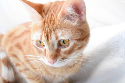 Close-up portrait of cat