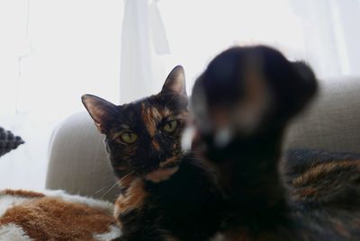 Close-up portrait of cat sitting at home