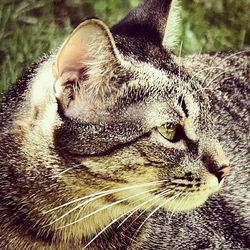 Close-up of cat