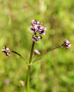 Close-up of purple flowering plant