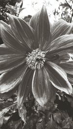 Close-up of orange flower