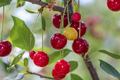 fruit