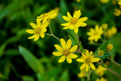 Close-up of yellow flowering plant