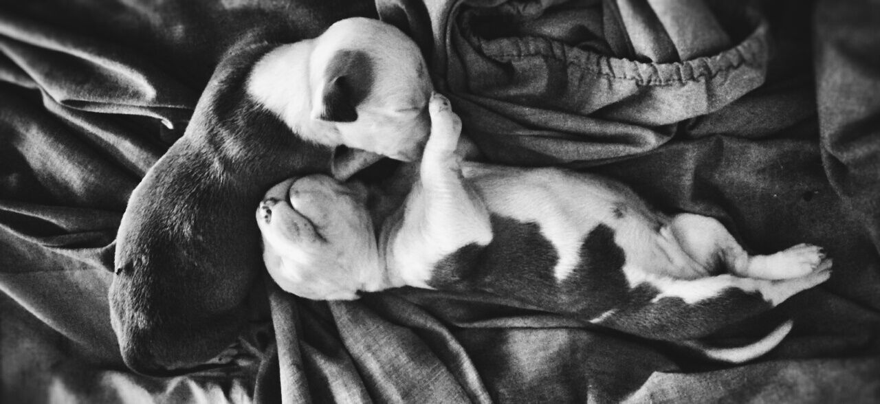 HIGH ANGLE VIEW OF DOG RELAXING ON SOFA