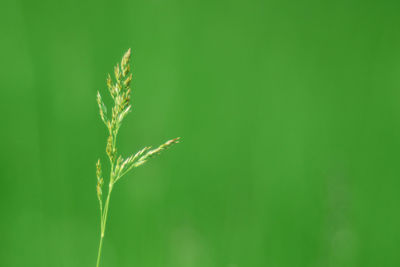 Close-up of fresh green plant
