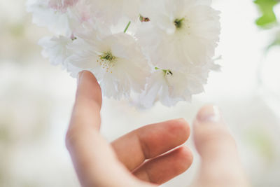 Close up cherry blossom concept photo