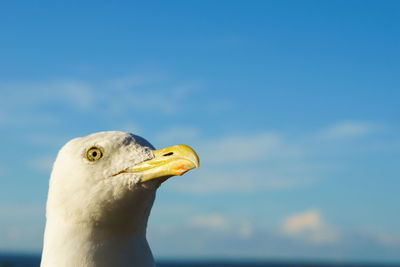 Close-up of seagull against blue sky