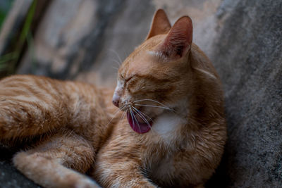 Close-up of a cat with eyes closed