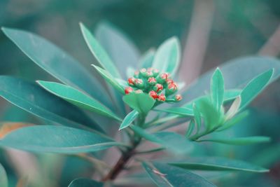 Close-up of buds